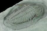 Lower Cambrian Trilobite (Termierella) - Issafen, Morocco #170765-4
